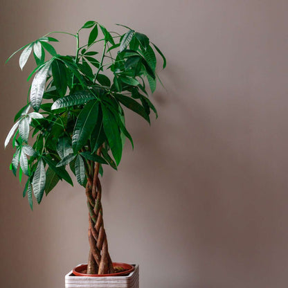 Pachira aquatica 'Geldboom'