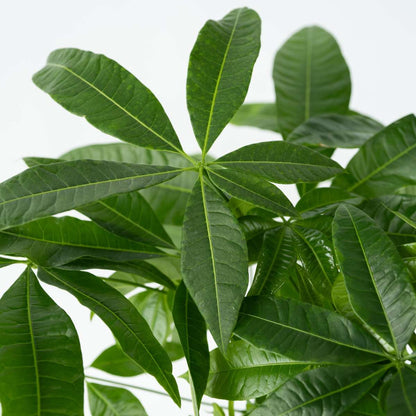 Pachira aquatica 'Geldboom'