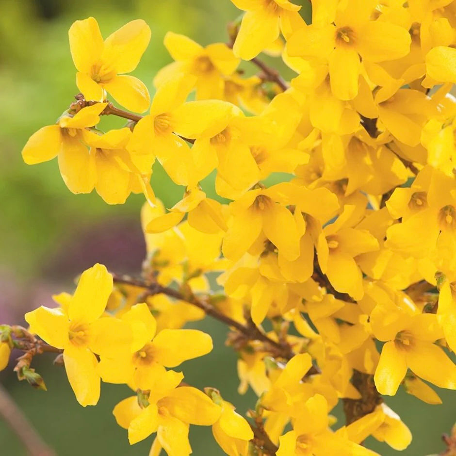 Forsythia intermedia ´Week-End´ - Chinees klokje