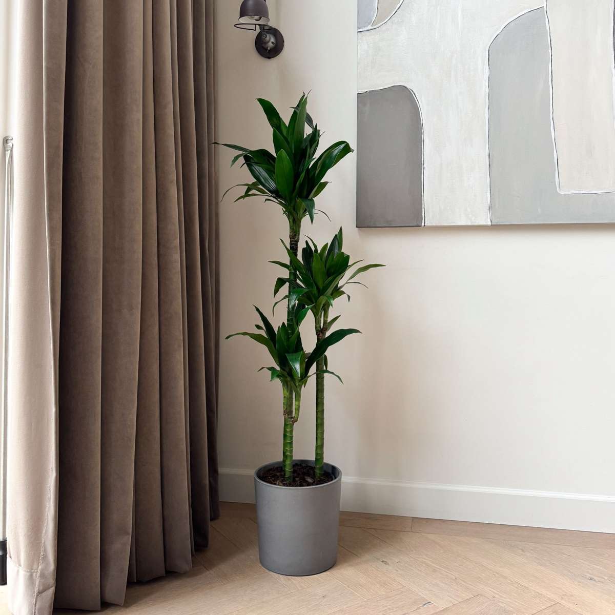 Dracaena fragrans 'Janet Craig' - XXL