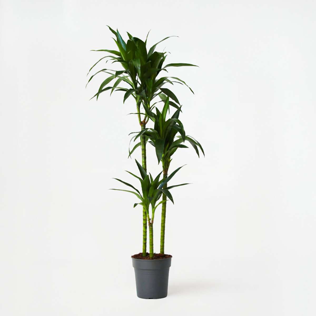 Dracaena fragrans 'Janet Craig' - XXL