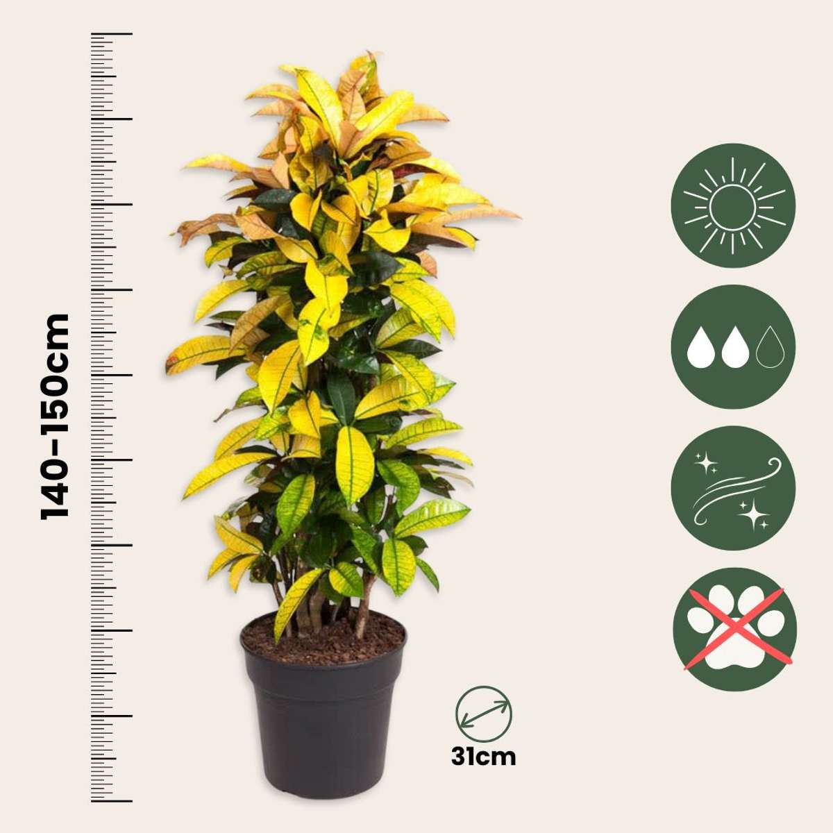 Codiaeum variegatum - Croton - Codiaeum Iceton