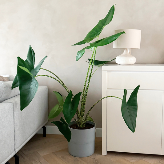 Alocasia 'Zebrina'  - Olifantsoor