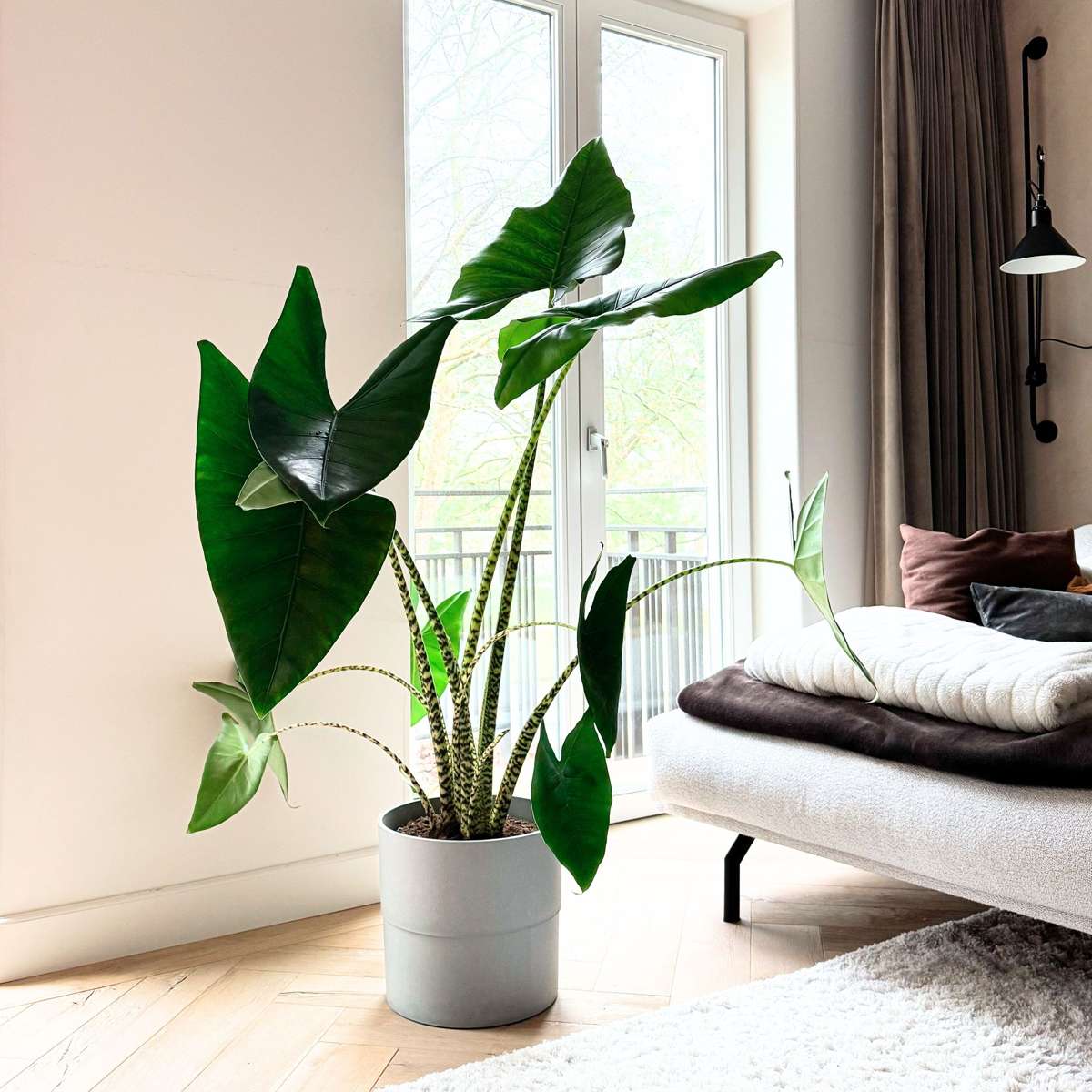 Alocasia 'Zebrina'  - Olifantsoor