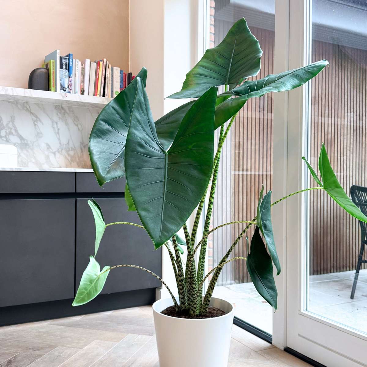 Alocasia 'Zebrina'  - Olifantsoor