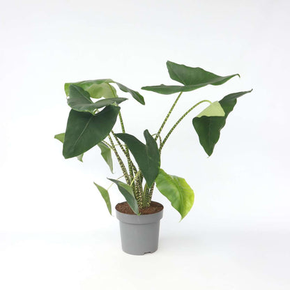 Alocasia 'Zebrina'  - Olifantsoor