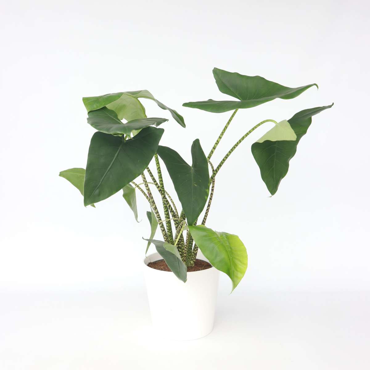 Alocasia 'Zebrina'  - Olifantsoor