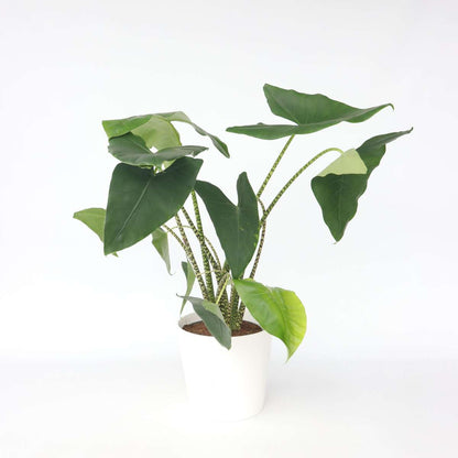 Alocasia 'Zebrina'  - Olifantsoor