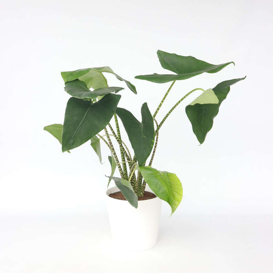 Alocasia 'Zebrina'  - Olifantsoor
