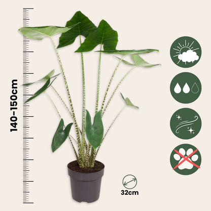 Alocasia 'Zebrina'  - Olifantsoor
