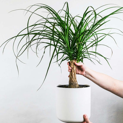 Beaucarnea recurvata - Olifantspoot