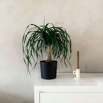 Beaucarnea recurvata - Olifantspoot