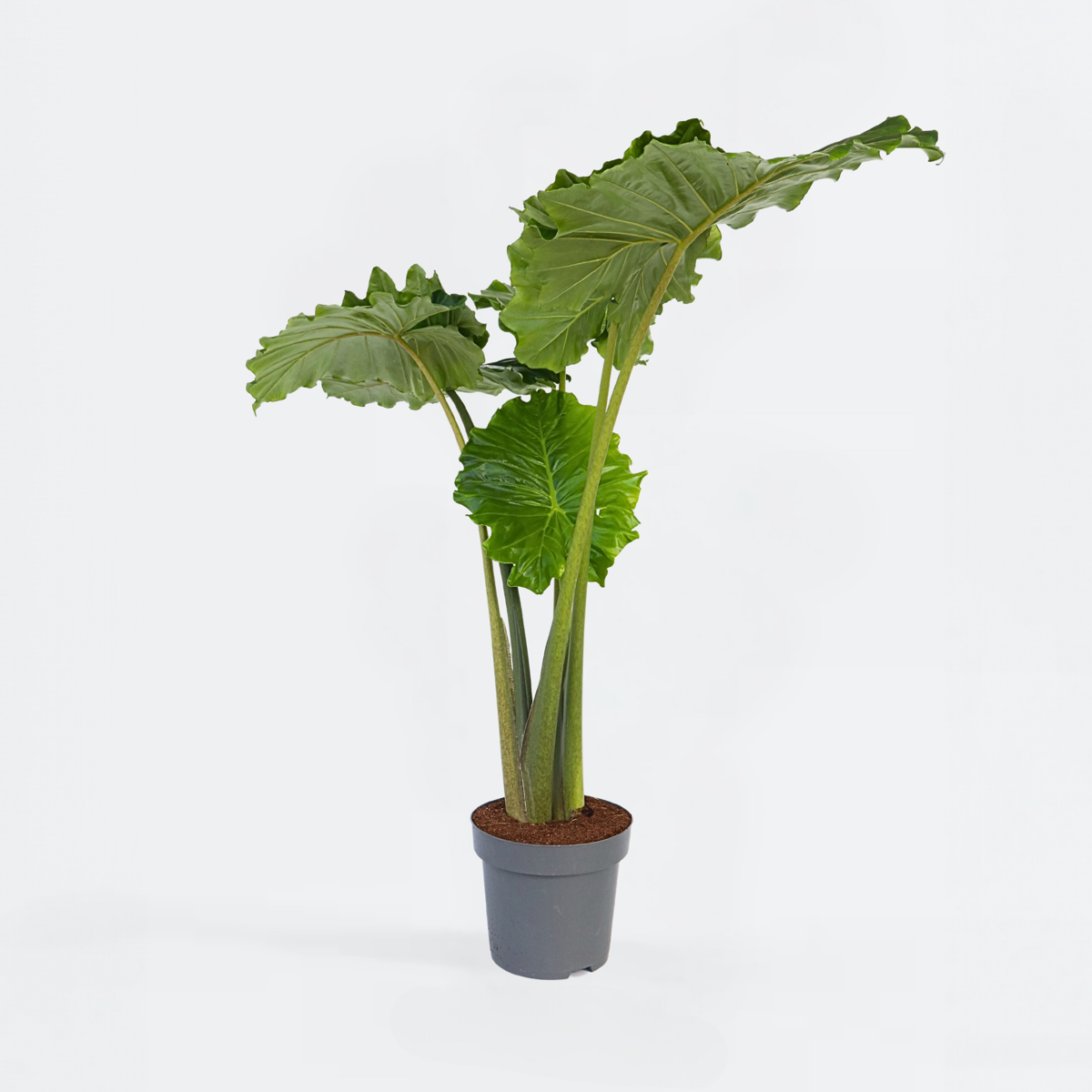 Alocasia 'Portodora'  - Olifantsoor