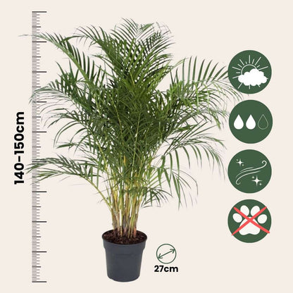 Dypsis Lutescens - XXL Areca