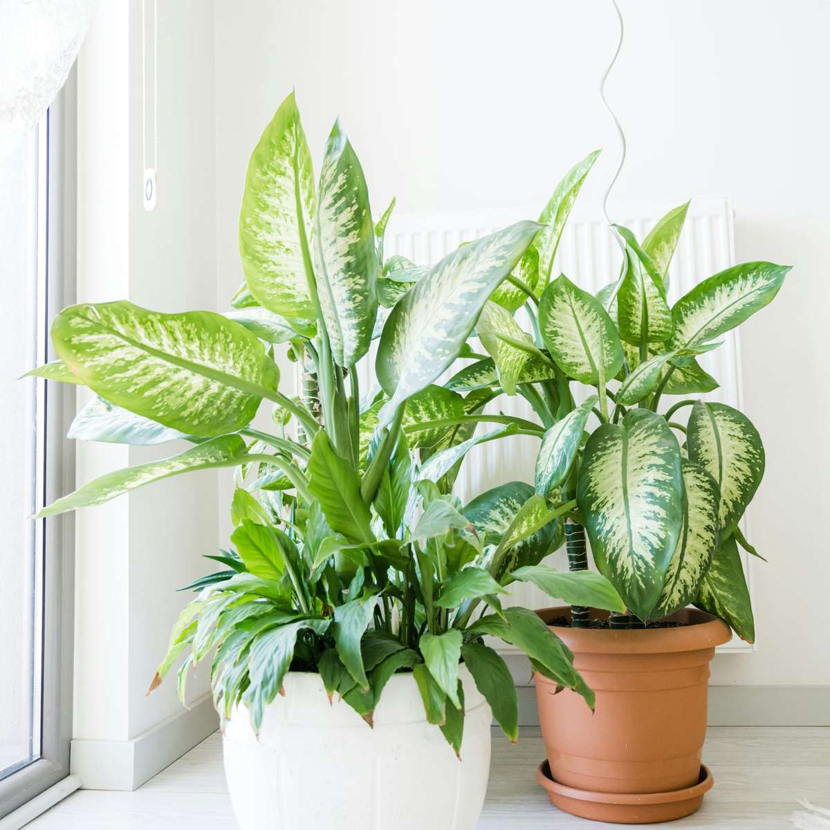 Dieffenbachia 'Tropic'