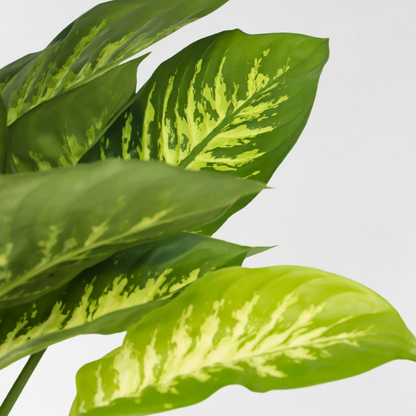 Dieffenbachia 'Tropic'