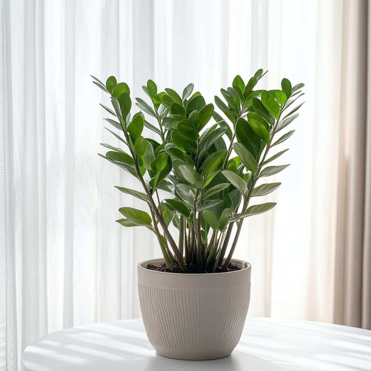 Zamioculcas Emerald