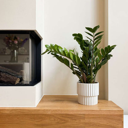 Zamioculcas Emerald