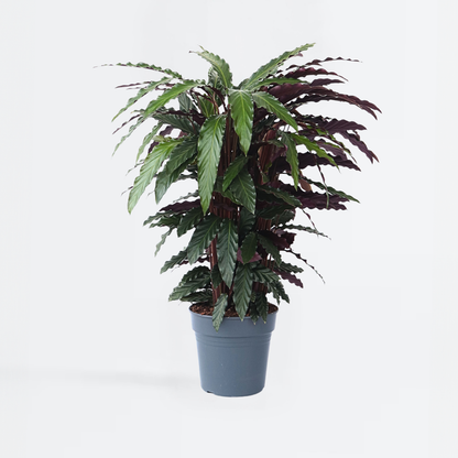 Calathea 'Wavestar' XL - Pauwenplant