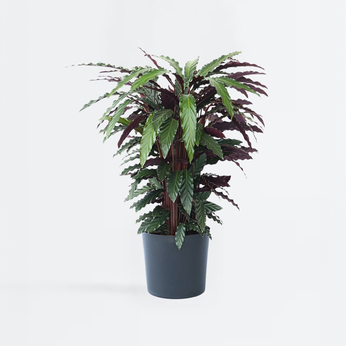 Calathea 'Wavestar' XL - Pauwenplant