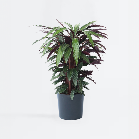 Calathea 'Wavestar' XL - Pauwenplant