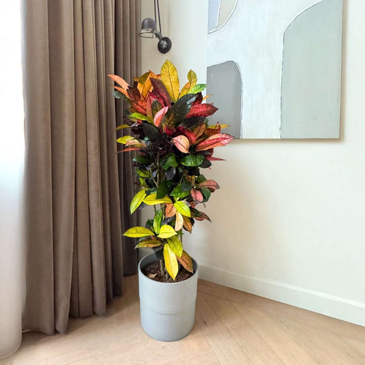 Codiaeum variegatum 'Mrs. Iceton' - Croton
