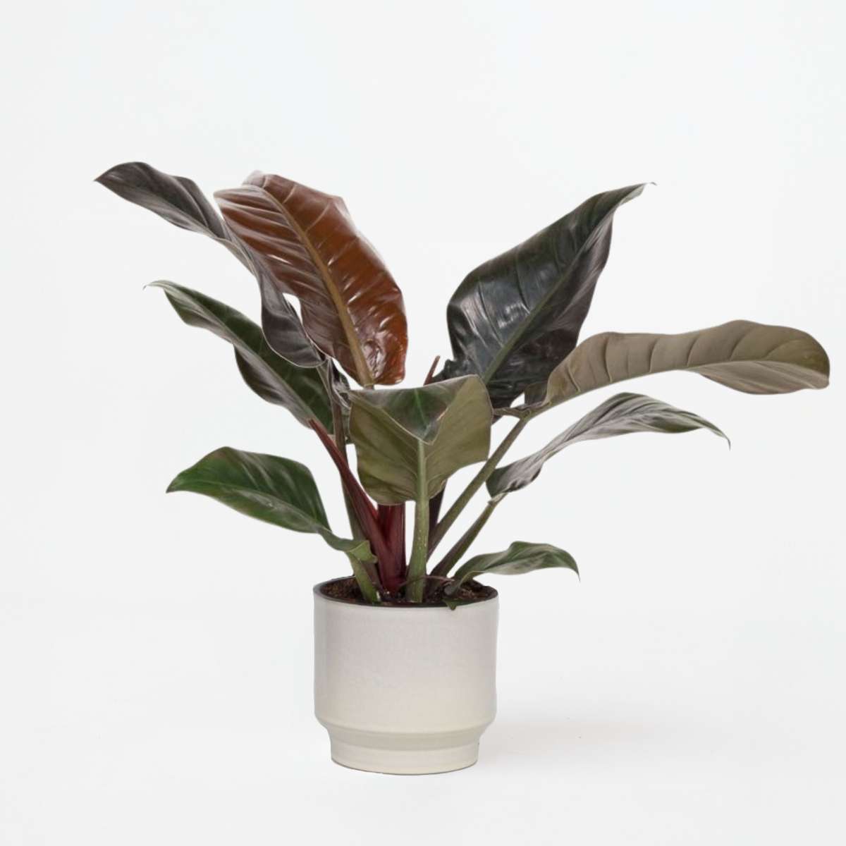 Philodendron 'Imperial Red'