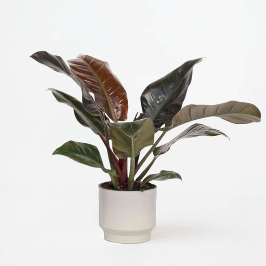 Philodendron 'Imperial Red'