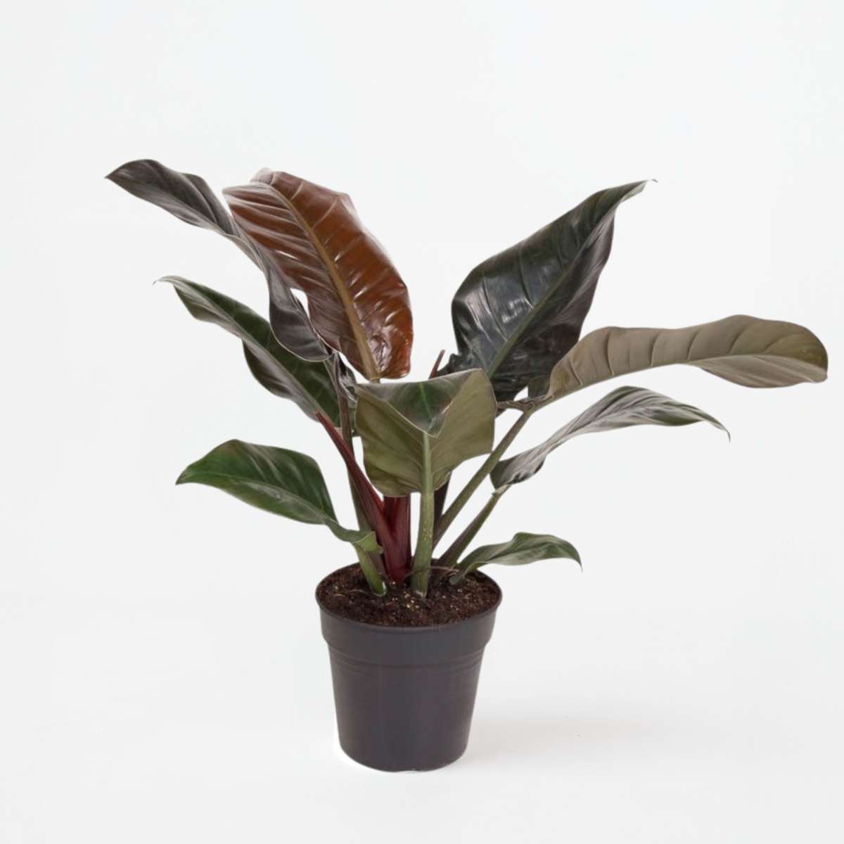 Philodendron 'Imperial Red'