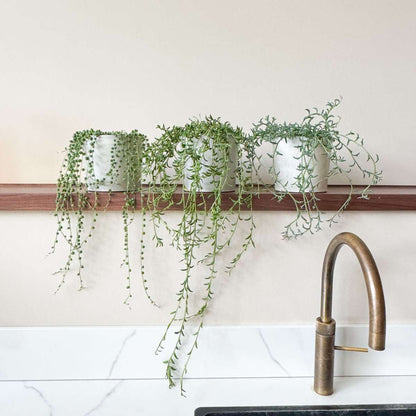 Senecio Rowleyanus 'Erwtenplant'