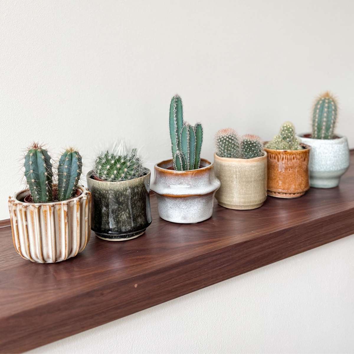 Mini-Cactussen - Mix van 6 stuks