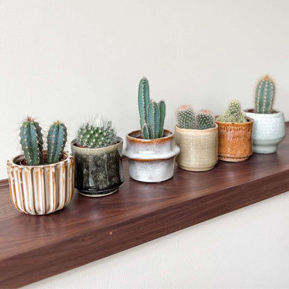 Mini-Cactussen - Mix van 6 stuks