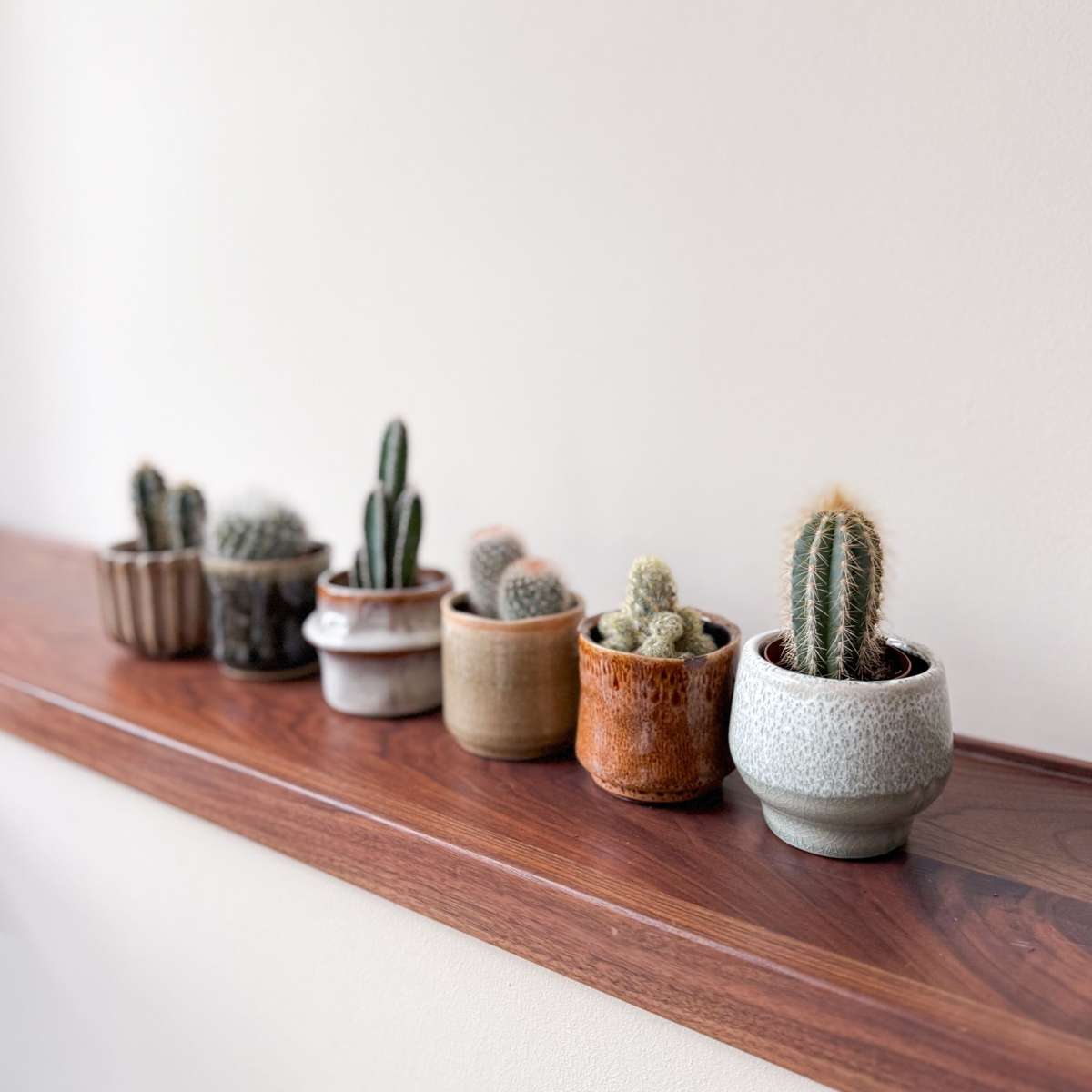 Mini-Cactussen - Mix van 6 stuks