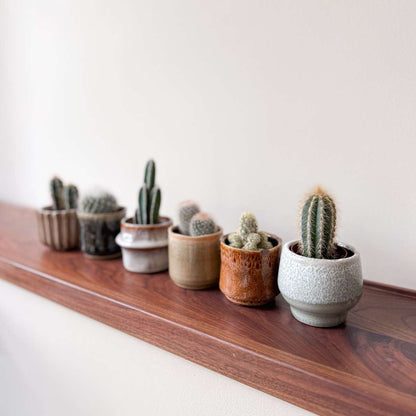 Mini-Cactussen - Mix van 6 stuks