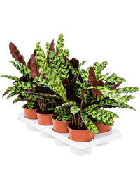 Calathea insignis 8 stuks – Rattlesnake Plant