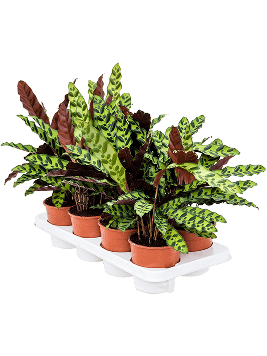 Calathea insignis 8 stuks – Rattlesnake Plant
