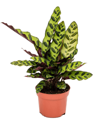Calathea insignis 8 stuks – Rattlesnake Plant