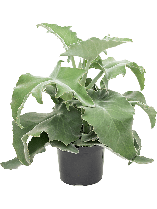 Kalanchoe beharensis Bush - Vetplant