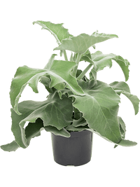 Kalanchoe beharensis Bush - Vetplant