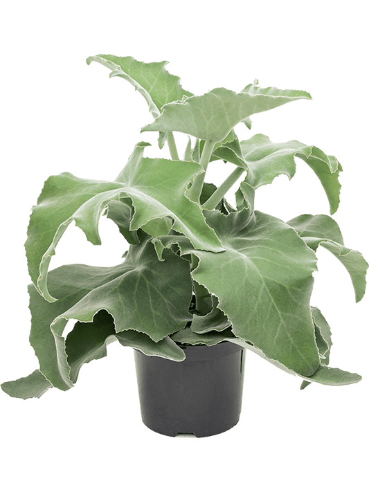 Kalanchoe beharensis Bush - Vetplant