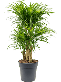 Pleomele (Dracaena) 'Anita Variegata' - Drakenboom
