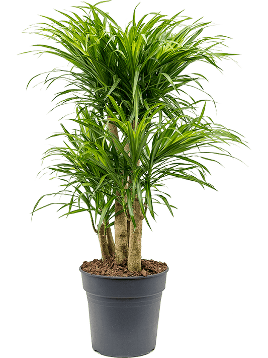 Pleomele (Dracaena) 'Anita Variegata' - Drakenboom