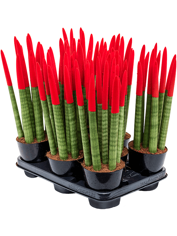Sansevieria cy. sp. 'Velvet Touchz' Rood - Vrouwentong (8 stuks)