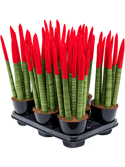 Sansevieria cy. sp. 'Velvet Touchz' Rood - Vrouwentong (8 stuks)