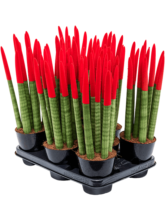 Sansevieria cy. sp. 'Velvet Touchz' Rood - Vrouwentong (8 stuks)