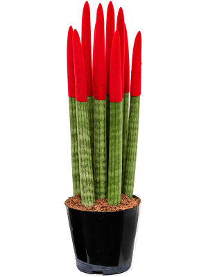 Sansevieria cy. sp. 'Velvet Touchz' Rood - Vrouwentong (8 stuks)