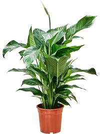 Spathiphyllum 'Sweet Lauretta' – Vredeslelie