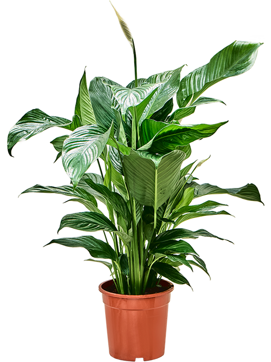 Spathiphyllum 'Sweet Lauretta' – Vredeslelie