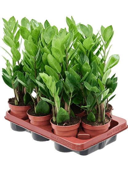 Zamioculcas zamiifolia – Set van 9 stuks
