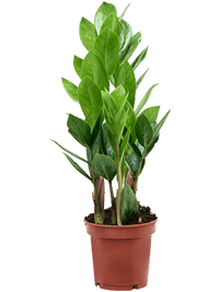 Zamioculcas zamiifolia – Set van 9 stuks